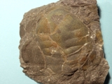 Trilobit